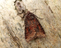 73.119 BF2368 Crescent Helotropha leucostigma