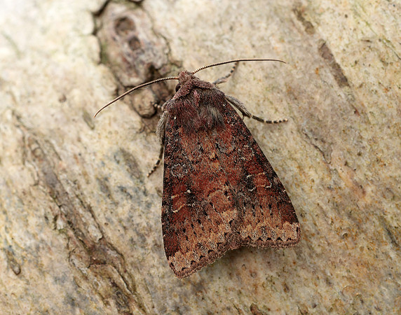 73.119 BF2368 Crescent Helotropha leucostigma