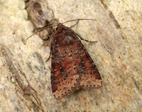 73.119 BF2368 Crescent Helotropha leucostigma