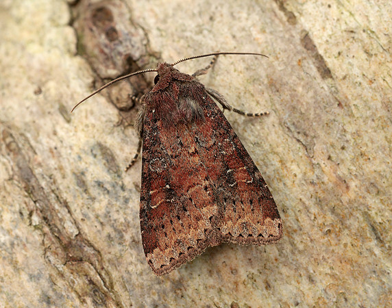 73.119 BF2368 Crescent Helotropha leucostigma