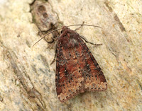 73.119 BF2368 Crescent Helotropha leucostigma