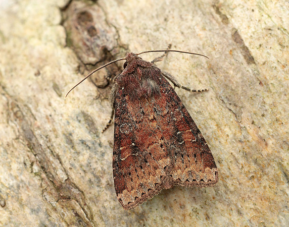 73.119 BF2368 Crescent Helotropha leucostigma