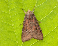 73.119 BF2368 Crescent Helotropha leucostigma