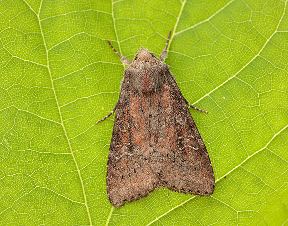 73.119 BF2368 Crescent Helotropha leucostigma
