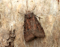 73.119 BF2368 Crescent Helotropha leucostigma