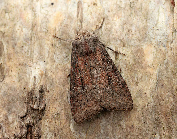 73.119 BF2368 Crescent Helotropha leucostigma