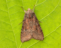 73.119 BF2368 Crescent Helotropha leucostigma