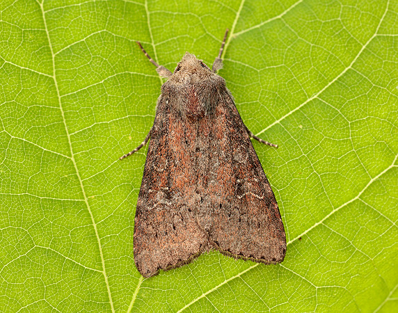 73.119 BF2368 Crescent Helotropha leucostigma