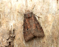 73.119 BF2368 Crescent Helotropha leucostigma