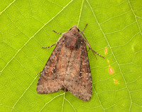 73.119 BF2368 Crescent Helotropha leucostigma