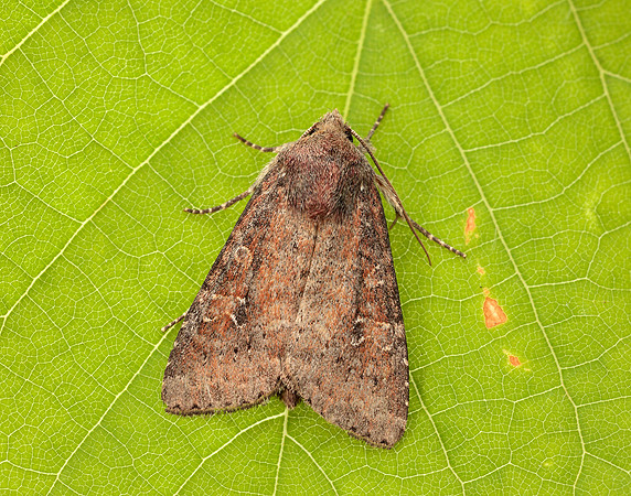 73.119 BF2368 Crescent Helotropha leucostigma