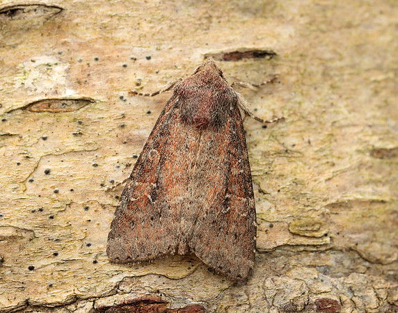 73.119 BF2368 Crescent Helotropha leucostigma