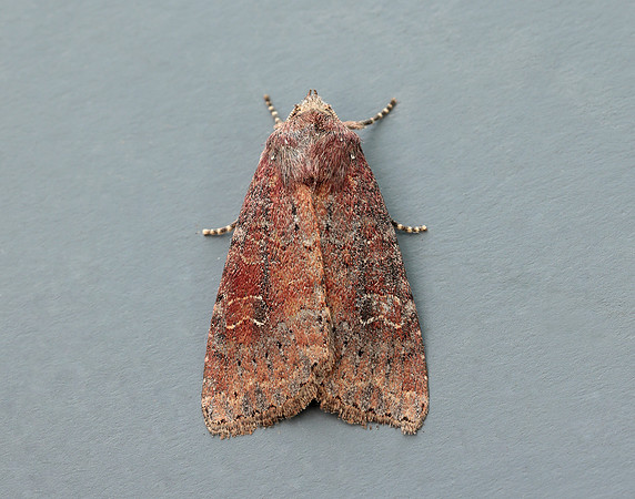 73.119 BF2368 Crescent Helotropha leucostigma