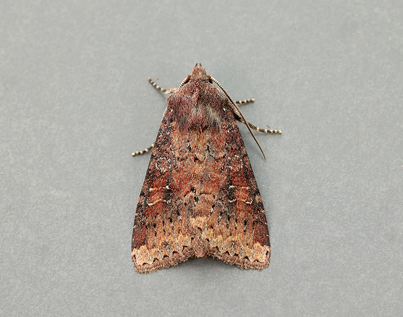 73.119 BF2368 Crescent Helotropha leucostigma