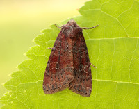 73.119 BF2368 Crescent Helotropha leucostigma