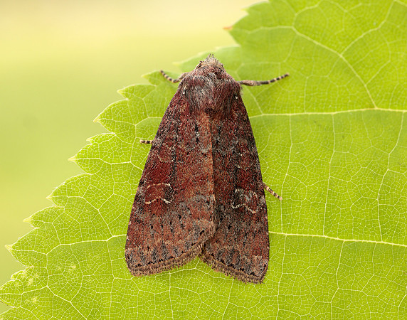 73.119 BF2368 Crescent Helotropha leucostigma