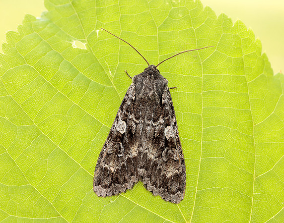 73.350 BF2137 Great Brocade Eurois occulta