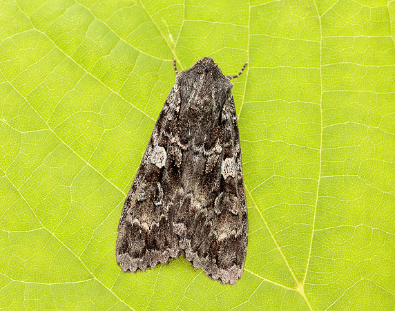 73.350 BF2137 Great Brocade Eurois occulta