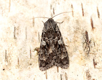 73.350 BF2137 Great Brocade Eurois occulta
