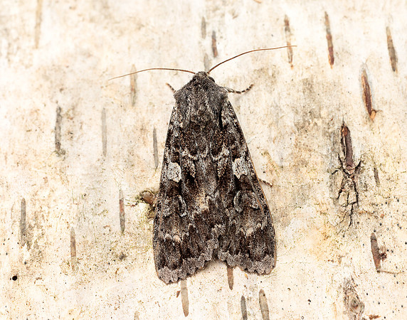 73.350 BF2137 Great Brocade Eurois occulta