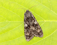 73.350 BF2137 Great Brocade Eurois occulta