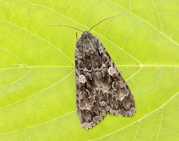73.350 BF2137 Great Brocade Eurois occulta