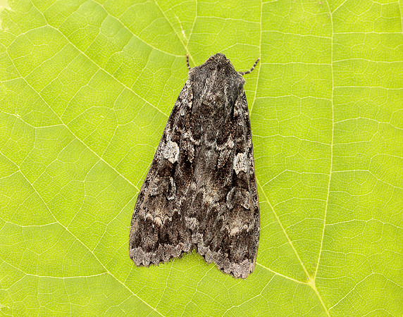 73.350 BF2137 Great Brocade Eurois occulta