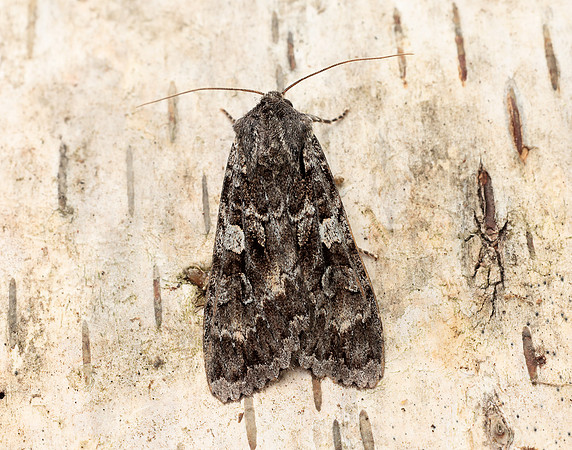 73.350 BF2137 Great Brocade Eurois occulta