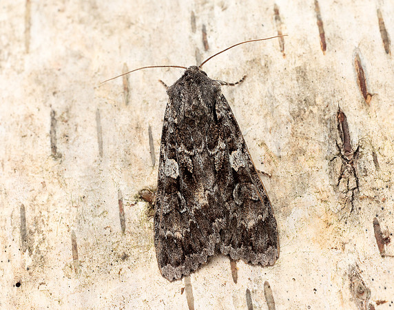 73.350 BF2137 Great Brocade Eurois occulta
