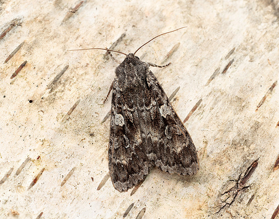 73.350 BF2137 Great Brocade Eurois occulta