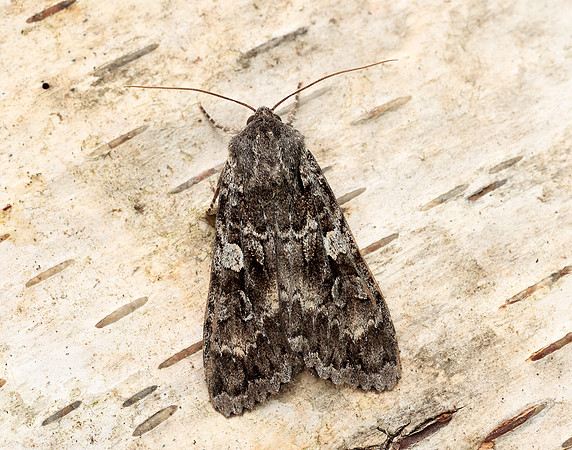73.350 BF2137 Great Brocade Eurois occulta