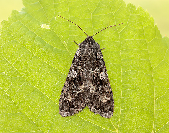 73.350 BF2137 Great Brocade Eurois occulta