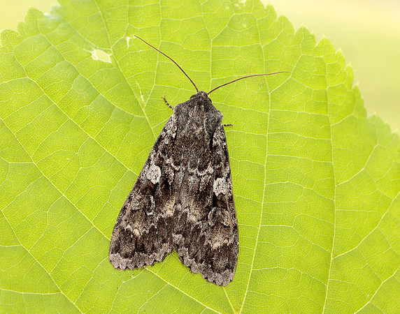 73.350 BF2137 Great Brocade Eurois occulta