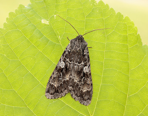 73.350 BF2137 Great Brocade Eurois occulta