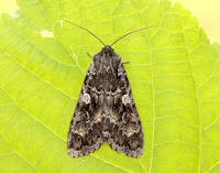73.350 BF2137 Great Brocade Eurois occulta