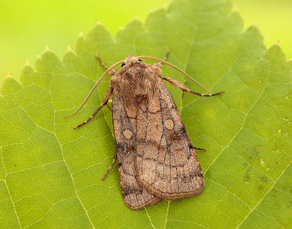 73.358 BF2133 Six-striped Rustic Xestia sexstrigata