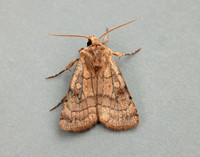 73.358 BF2133 Six-striped Rustic Xestia sexstrigata