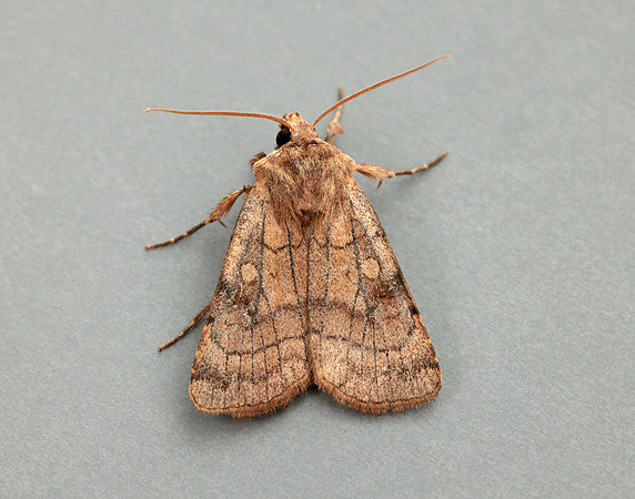 73.358 BF2133 Six-striped Rustic Xestia sexstrigata
