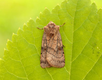 73.358 BF2133 Six-striped Rustic Xestia sexstrigata