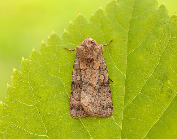 73.358 BF2133 Six-striped Rustic Xestia sexstrigata