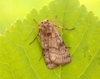 73.358 BF2133 Six-striped Rustic Xestia sexstrigata