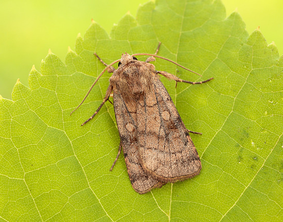 73.358 BF2133 Six-striped Rustic Xestia sexstrigata
