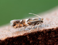15.075 BF353 Phyllonorycter ulmifoliella