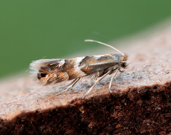 15.075 BF353 Phyllonorycter ulmifoliella