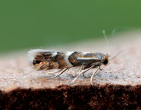 15.075 BF353 Phyllonorycter ulmifoliella