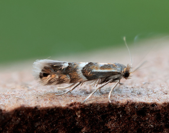 15.075 BF353 Phyllonorycter ulmifoliella