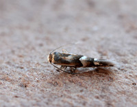 15.075 BF353 Phyllonorycter ulmifoliella
