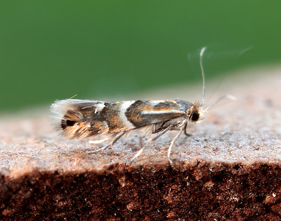 15.075 BF353 Phyllonorycter ulmifoliella