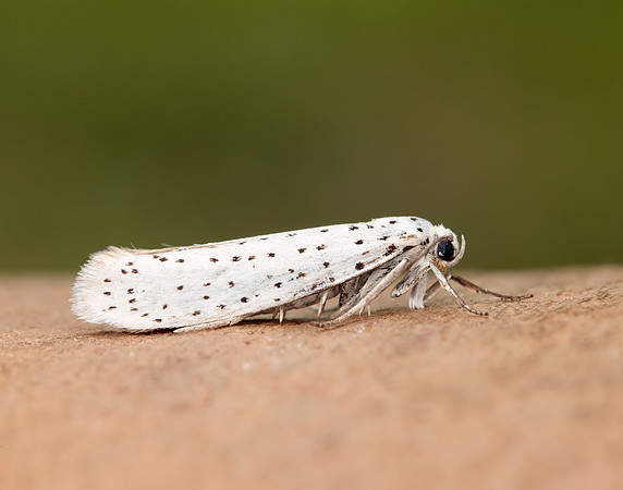 16.001 BF424 Bird-cherry Ermine Yponomeuta evonymella