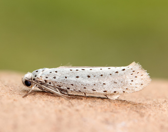 16.001 BF424 Bird-cherry Ermine Yponomeuta evonymella